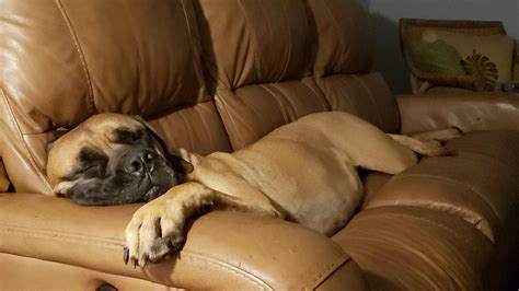 The wild English Mastiff in her natural habitat. Note how her