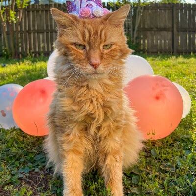 Cat Birthday Party Hat Cat Birthday Crown Birthday Party Hat - Etsy