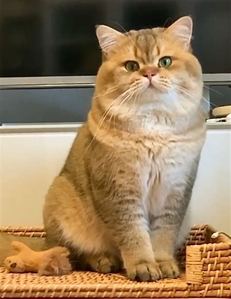 Британский кот | Животные, Кот, Детские поделки