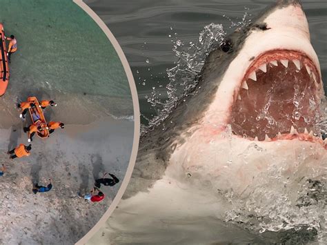 hai attacke  aegyptischem badeort touristin verliert arm volat