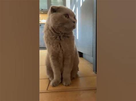 Энергосбережающий кот - YouTube
