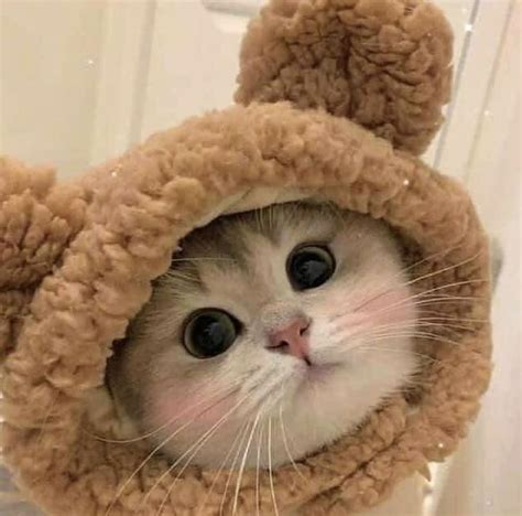 Markir-Lagi .com : Growth and Increase your Potential Inside | Kucing ...