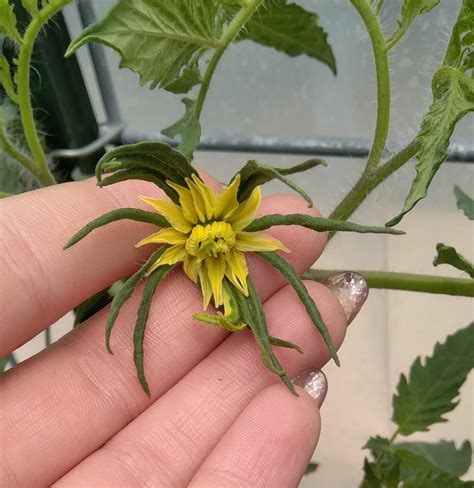 The blooms on my Ox Heart tomatoes : r/gardening