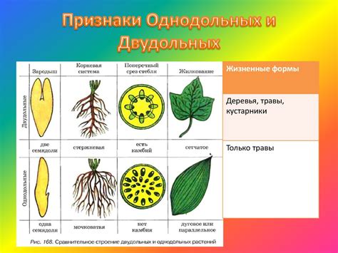 Характеристика классов однодольные и двудольные - презентация онлайн