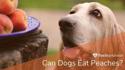 Can Dogs Eat Peaches? Here's Everything You Need to Know | Pawlicy Advisor