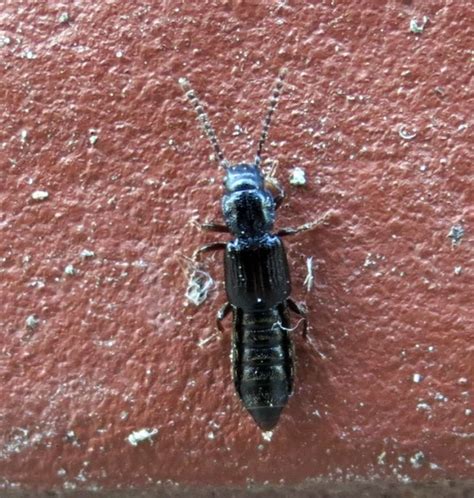 Coprophilini