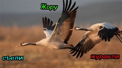 Жору съели журавли..... - YouTube
