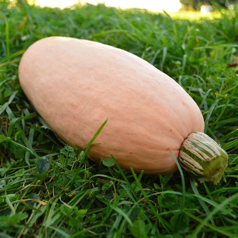 Pink Banana Winter Squash – Thresh Seed Co.