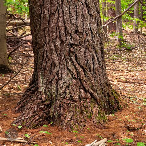 portraits  nature beings book  gnomes atala toy nature beings