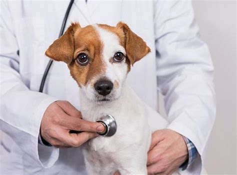 Understanding Heart Failure in Dogs: Symptoms, Causes, and Treatment ...