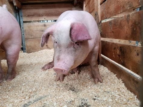 Držanje tovnih svinja na dubokoj prostirci | AgroPortal.hr
