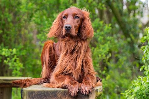 【アイリッシュ・セター】性格・寿命・値段などまとめ！ - 犬の種類図鑑