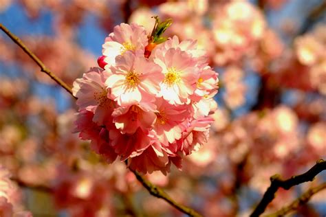 bloom, flower, white, cherry tree, outdoors, blossom, plant, growth