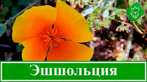 Цветы эшшольция – посадка и уход, выращивание эшшольции из семян ...