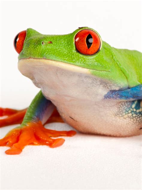 How Many Crickets Do Tree Frogs Eat A Day at Anna Beyers blog
