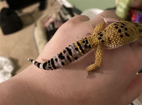 Is my juvenile leopard gecko too thin? : r/LeopardGecko
