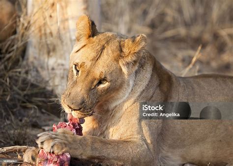 Lioness Eating Stock Photo - Download Image Now - Africa, Animal ...