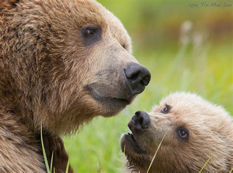Special Bond between mama bear and cub - Wildlife Photography Coaching ...