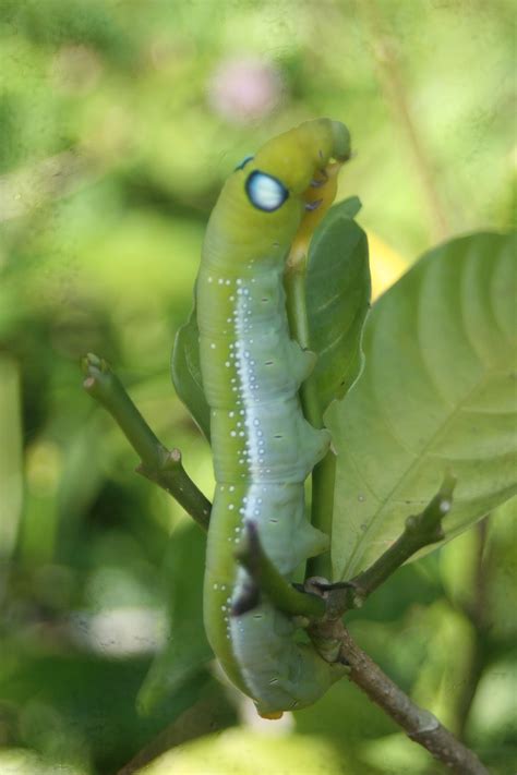 worm green nature  photo  pixabay pixabay