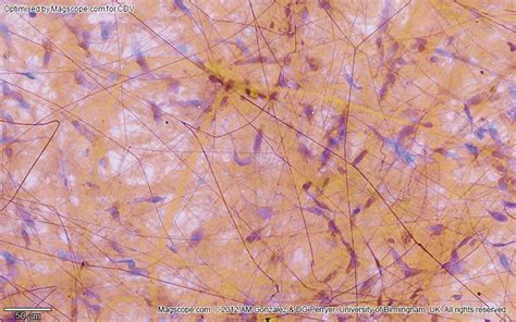 Histology. Areolar tissue