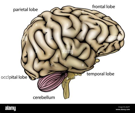 human brain side diagram  res stock photography  images alamy