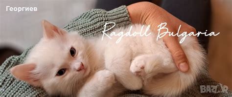 Рагдол коте / Регдол котенце / Ragdoll Cat в Други в гр. София ...
