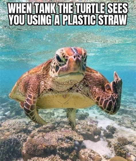 WHEN TANK THE TURTLE SEES YOU USING A PLASTIC STRAW - iFunny