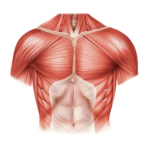 Muscles Of Anterior Thoracic Wall Photograph By Asklepios