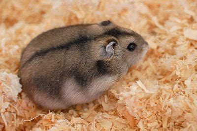 Vikidia:Animal de la semaine/2013 - Vikidia, l’encyclopédie des 8-13 ans
