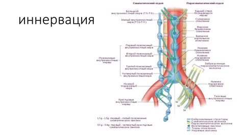 Введение в абдоминальную хирургию - презентация онлайн
