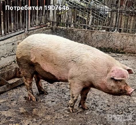 Прасе в Прасета в гр. Стара Загора - ID38907344 — Bazar.bg