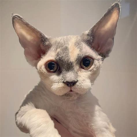 Devon Rex Breeders – Cats NSW