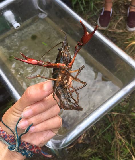 Discover Your Watershed 2020 - Maryland Coastal Bays Program