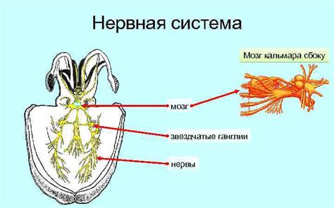 Урок 24 Класс Головоногие моллюски Автор Лебедев