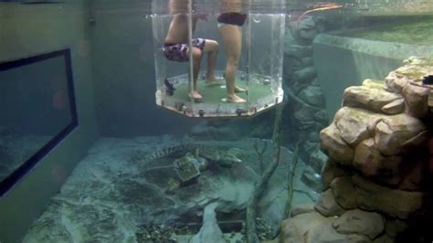 Cage of Death: Swimming with Crocodiles! Australia - YouTube