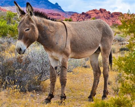 Difference Between a Donkey and a Burro | Difference Between | a Donkey ...