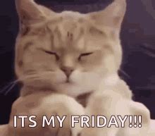 Friday Cat GIFs | Tenor