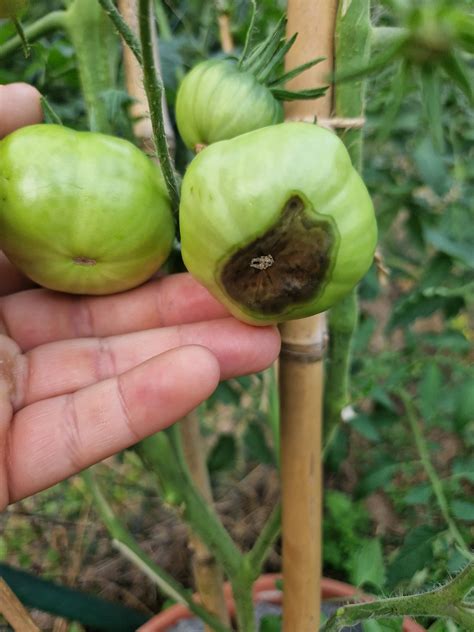 Why is my tomato like this? : r/tomatoes