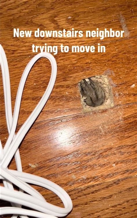 I found a mystery critter beneath my floorboards — I’m baffled and need ...