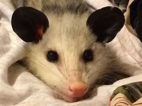 cute animal with ears 3