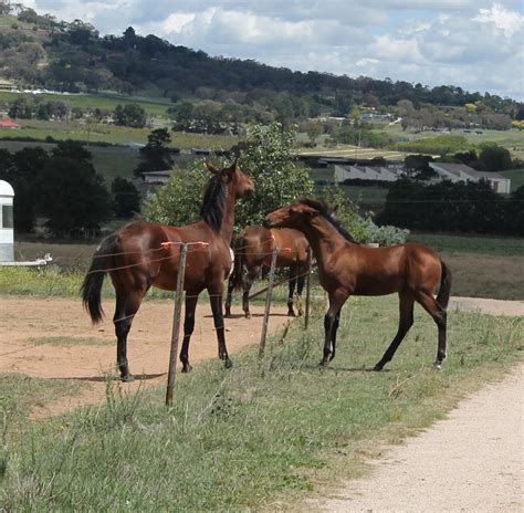 bay foal     remind   deviantart