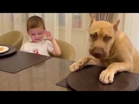 Обещанный ролик…Сыновья Виталик,Сережа и Давид…Щенок Бос,Хан,Граф ...