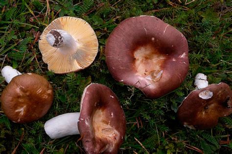 Сыроежка цельная - AgroFlora.ru