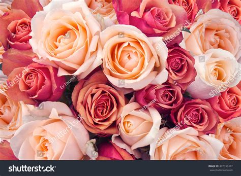 Background Pink Orange Peach Roses Stock Photo 497336377 | Shutterstock