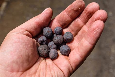Premium Photo | Iron ore taconite pellets in a worker hand