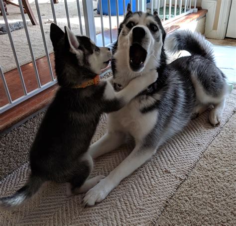 The new puppy and our 2 year old husky are getting along great