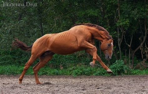 Kustanair / Kostanay horse was created in Kazakhastan by crossing local ...