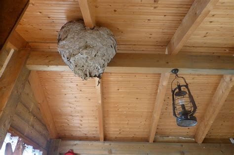 wasp nest insect garden shed  photo  pixabay