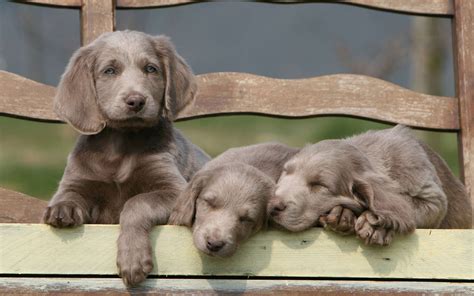 🔥 Free download Weimaraner Computer Wallpapers Desktop Backgrounds ...