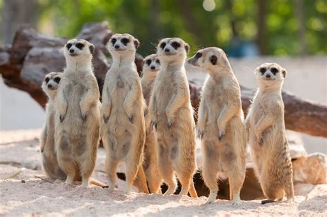 Meerkat Family